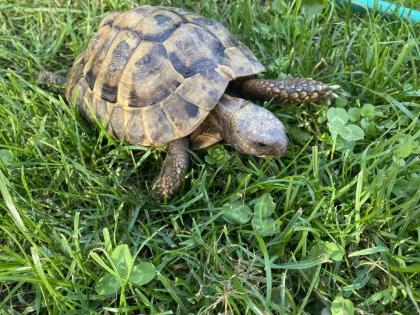 Verkaufe 2 griechische Landschildkröten männlich