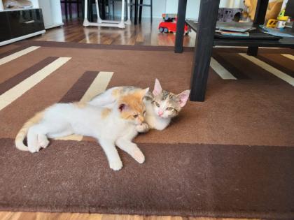 2 Katzen dringend abzugeben