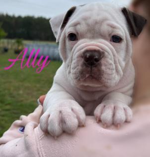 Old englisch Bulldog OEB Welpen zu verkaufen