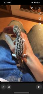 Leopardgeckos zur Abgabe