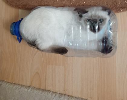 Siam /Thai Kitten Seal Point Babys Kätzchen. Abgabebereit.