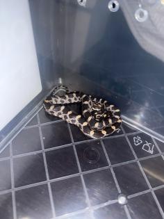 Kornnatter Pantheropis Guttatus NZ 07 25