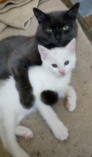 Kleiner Kater mit Handicap