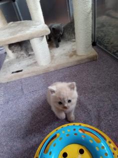 Reinrassige süße Britisch-Kurzhaar Kitten warten auf Dich