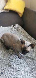 Sphinx Katze / sphynx kater