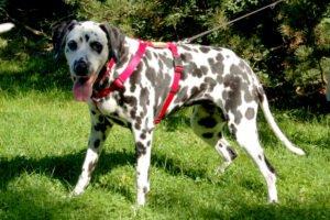 JOSY DA - weiblich 11 Jahre 60 cm 30 kg Dalmatiner Gechipt Kastriert