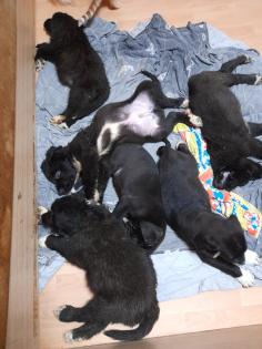 Bernhardiner Mix Hunde