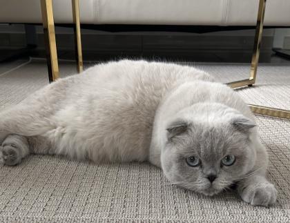 Bkh Blue Point Scottish fold