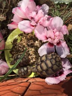 2- und 3-jährige Landschildkrötenbabies Testudo Marginata Breitrandschildkröten aus artgerechter l