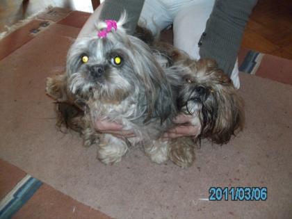Aus Liebhaberzucht einige junge erwachsene Shih-Tzu s aus gesundheitlichen Gründ