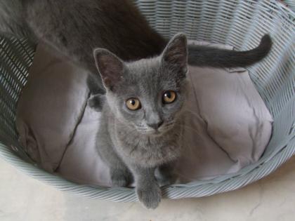 Süße kleine Kätzchen / Kitten / Katzenbabys