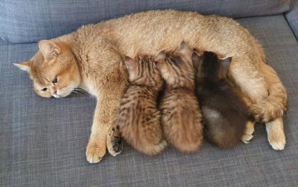 BKH Kitten 13 Wochen