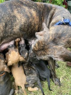 Bildhübscher schlauer Ridgeback Mix - 1x Rüde 8x Hündin