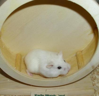 Weißes Zwerghamster Weibchen Hamster jung weiblich