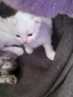 Perserkatzen