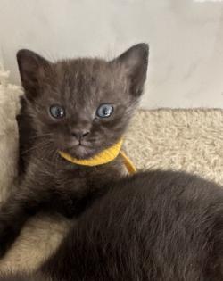 Siam Mix Kitten / Babykatze