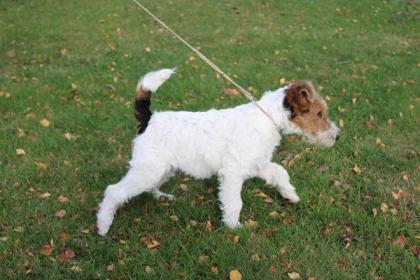 Drahthaar Foxterrier Welpe.