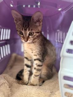 Bengalkitten babykatze bengal