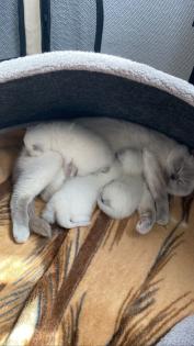 BKH Kitten Point 1 Männchen 1 Weibchen Eltern mit Stammbaum Ab Juli abzugeben