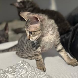 Don- Canadian Sphynx/ Sphinx Kitten