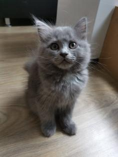 Chinchilla Perser Katze