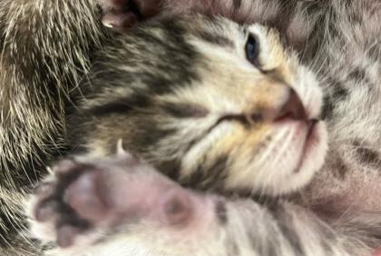 BKH/ EKH Kitten Babykatzen