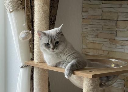 BKH Deckkater mit Stammbaum