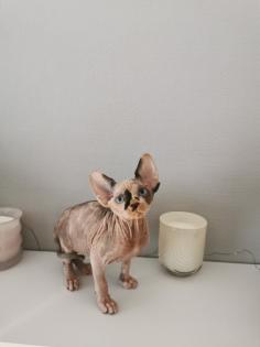 Sphynx Kätzchen zu verkaufen