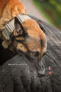 Malinois Welpen SoulGuideDogs X-Mechelaar