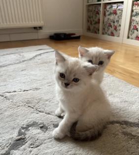 Abgabe bereite BKH blue point kitten