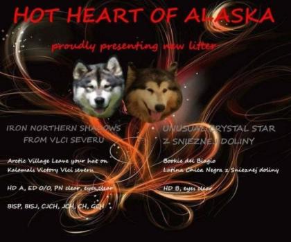 Alaskan Malamute