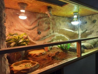 Bartagame mit Terrarium und Zubehör