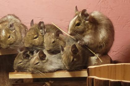 Degu Mädls mit Nagarium