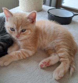 BKH-kitten Red-tabby-kater