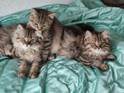 4 Süßes BKH und BLH-Kitten