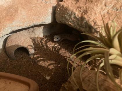 4 Leopardgeckos mit Terrarium