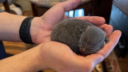 Russisch blau Kitten Kater ab Mitte Juni zur Abgabe