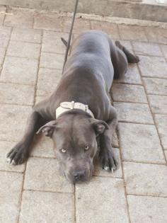 Ganz tolle Familienhündin American Bully -Mix