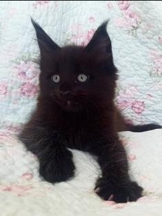 . Tolle Maine Coon kitten mit Stammbaum aus seriöser Zucht .