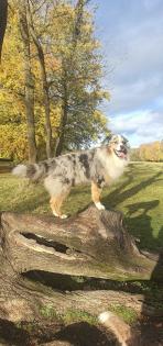 Deckrüde Australian Shepherd bluemerle