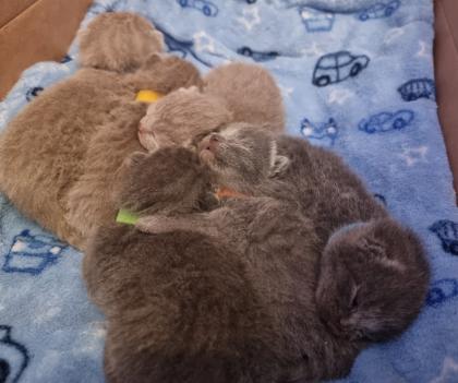 BKH Britisch Kurzhaar Kitten