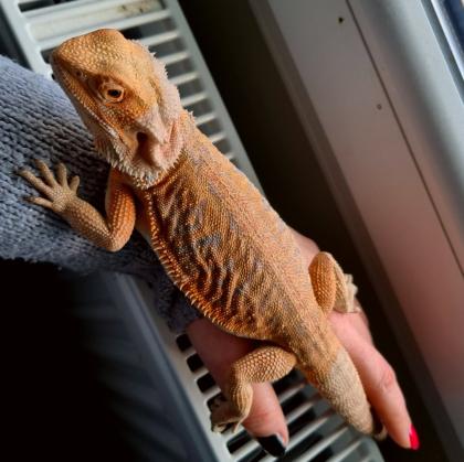Bartagame weiblich zu verkaufen