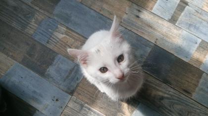 Kleiner Kater mit Handicap