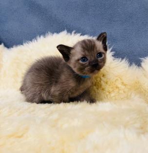 Reinrassige Burma Kitten