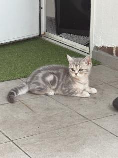 BKH kitten reinrassig geimpft gechipt