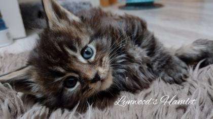 Wunderschöne reinrassige Maine Coon Kitten