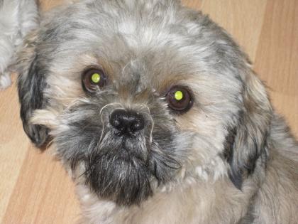 Shi Tzu Deckrüde
