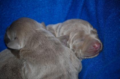 11 super süße silberne labrador welpen