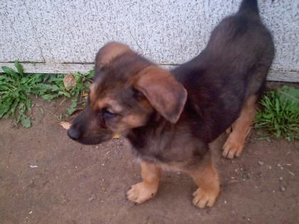 Schäferhund Chau Chau Welpen suchen dringend ein neues zu Haus