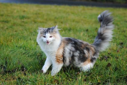 Norwegische Waldkatze m. Papiere sucht ab sofort Kuschelkrauler